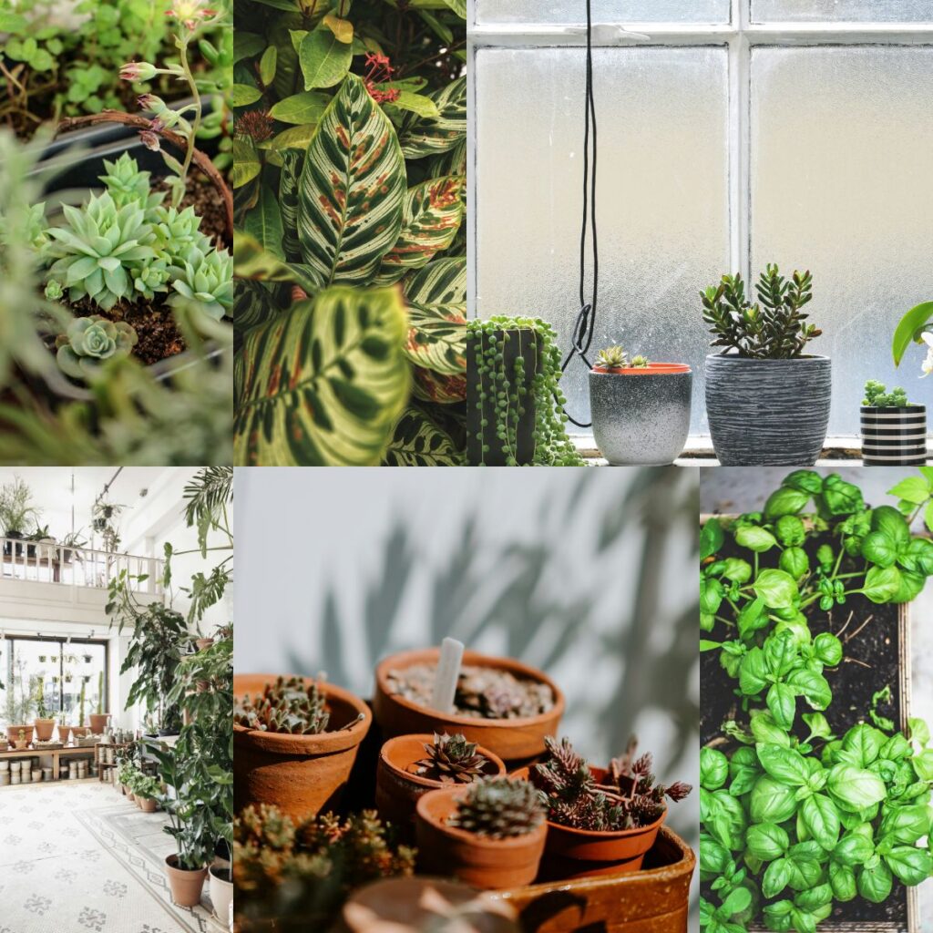 Choosing Plants for Your Porch